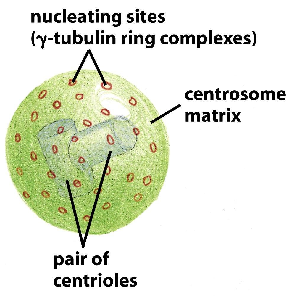 MTOC Microtubule