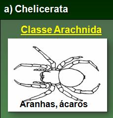 Classe Diplopoda -