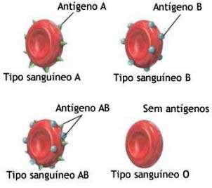 Landsteiner em 1900 SISTEMA ABO Presença ou ausência dos aglutinogênios (Ag) A e B