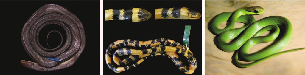 (specimen from Viçosa, 30 km western from Serra do Brigadeiro), d) Erythrolamprus aesculapii, e) Liophis jaegeri, f) Liophis miliaris, g) Liophis poecilogyrus, h) Oxyrhopus clathratus, i) Oxyrhopus