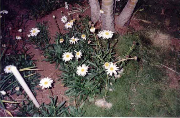 FIGURA 2 Local da coleta de Chrysanthemum leucanthemum Bairro Arvoredo Contagem/MG Após a coleta fixou-se a raiz em álcool 70%.