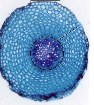 FIGURA 3 Corte Transversal da raiz de Chrysanthemum leucanthemum. O colchete indica epiderme; o traço, córtex e o círculo, sistema vascular.