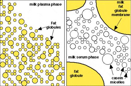 Existem cinco tipos de caseína presentes no leite, sendo que estas se encontram organizadas na forma de micelas (como se fossem pequenas gotículas) unidas através de ligações de fosfato de cálcio,