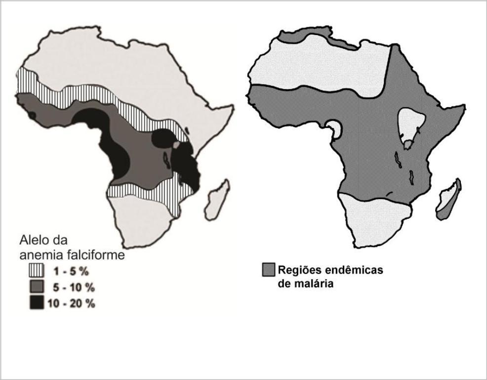 -(2014) As figuras ao lado representam as frequências do alelo da anemia falciforme (à esquerda) e as regiões de endemia da malária (à direita), causada pelo Plasmodium falciparum, na África.