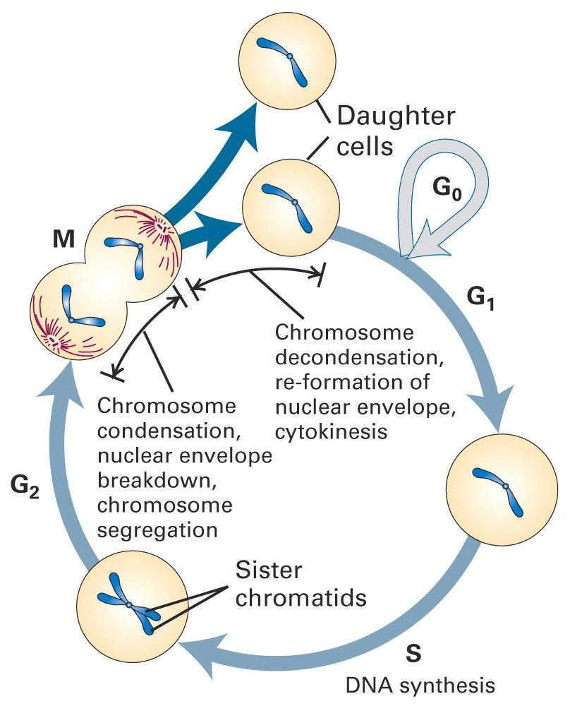 Principais eventos do ciclo celular eucarioto Cromátidesirmã Célulasfilha Condensação dos cromossomos, envelope nuclear se desfaz,
