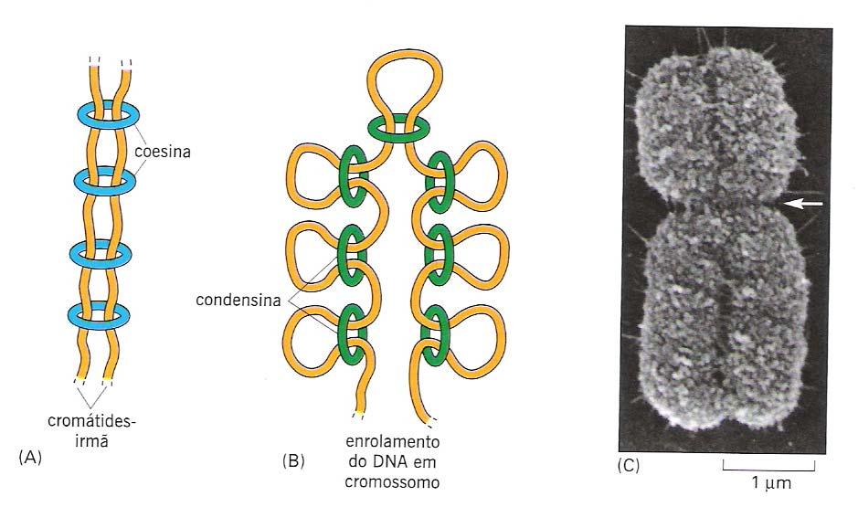 Preparação para a Fase M Cromossomos replicados na fase S são mantidos unidos: Coesinas: reúnem-se ao longo das cromátides-irmã;