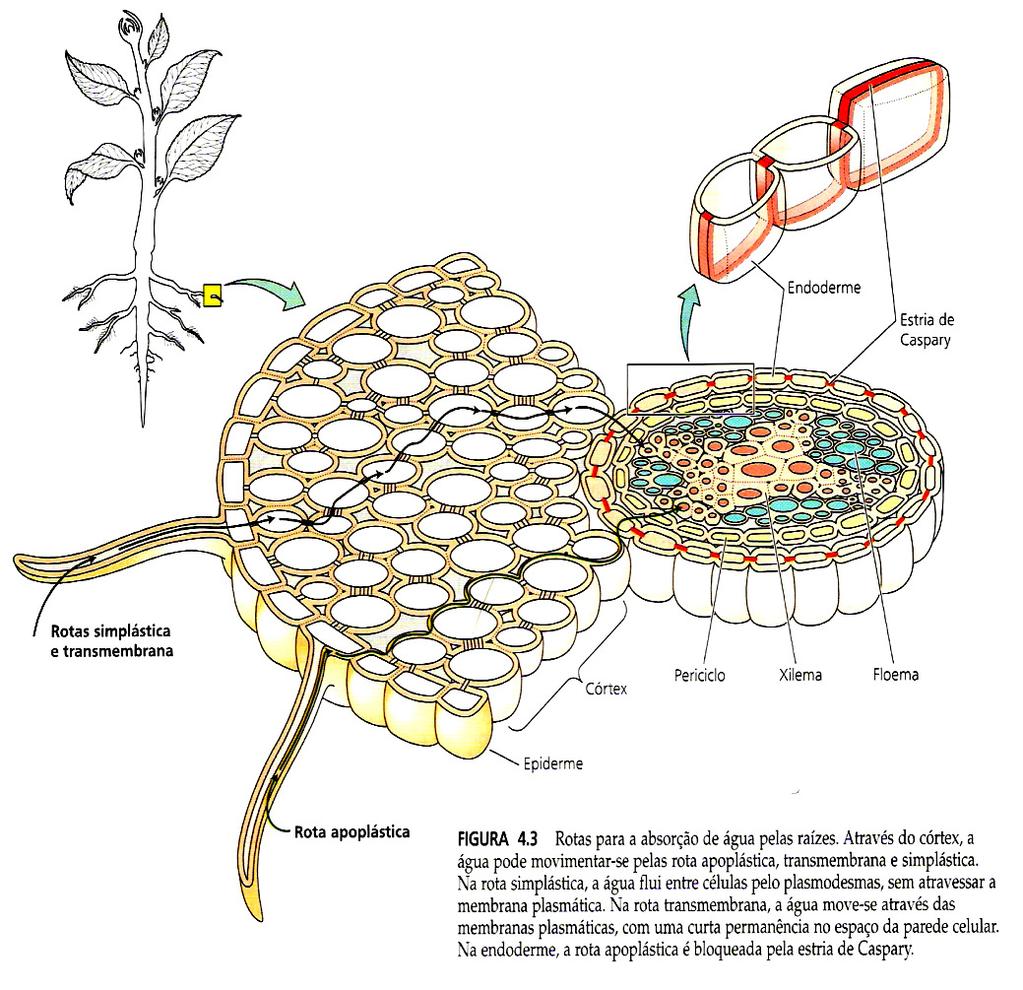 Rotas de absorção radicular Difusão Fluxo de