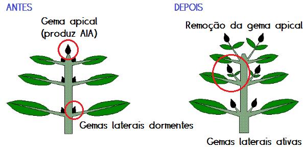 Dominância apical (Inibição apical) Gema apical produz AIA, que inibe o crescimento das gemais laterais (recebem AIA pelo floema); Altas concentrações de AIA