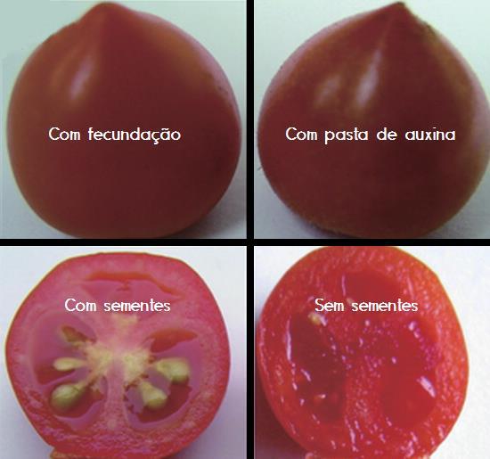 Desenvolvimento de frutos: Sementes são ricas em auxina, promovendo o desenvolvimento do ovário em fruto; Tratar o