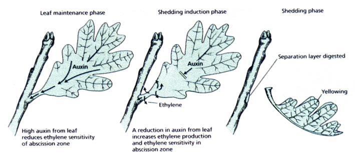 Biologia da Abscisão Foliar Fase da manutenção foliar Fase de indução da abscisão Fase da abscisão Separação da camada de abscisão amarelecimento etileno Alta [Ax] foliar reduz