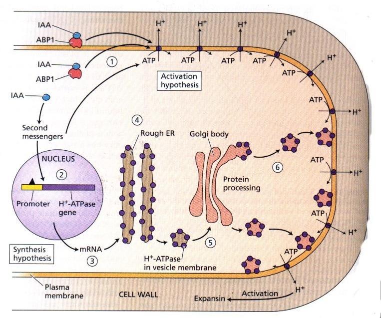 ALONGAMENTO CELULAR -Ativação de expansinas Auxinas estimula o bombeamento de prótons para o interior da parede celular. Ocorre acidificação da parede celular e ativação de EXPANSINAS.