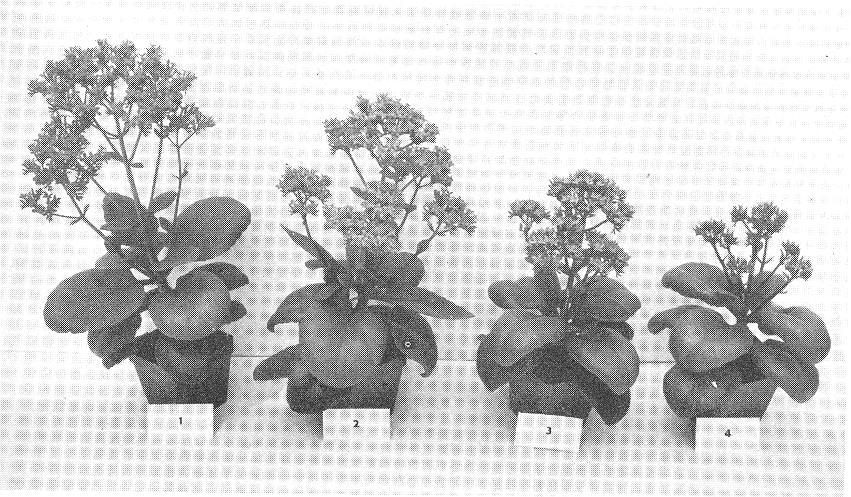 Alar 85 (daminozide) em Bryophyllum Controle Daminozide (30