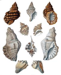Gastrópodes A concha única, em espiral, é característica típica do grupo dos gastrópodes. Por essa razão, são chamados univalves (uni significa "única", e valve, "peça").