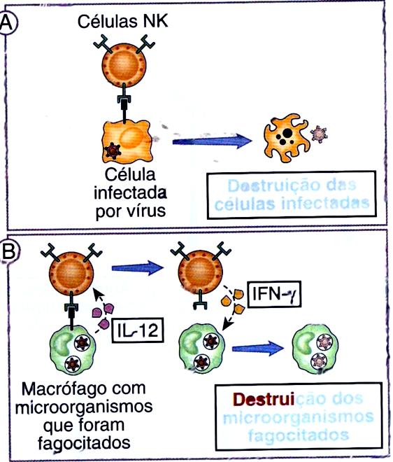 Células NK Destruição das células