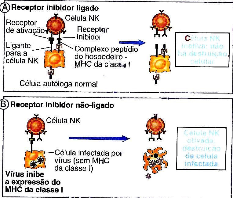 Receptores da célula NK Célula NK inativa; não há