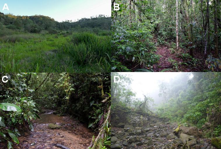 288 Karoline Ceron et al. Figure 2. Sampling sites in the Parque Estadual da Serra Furada, Orleans and Grão-Pará municipalities, Santa Catarina state, Brazil.
