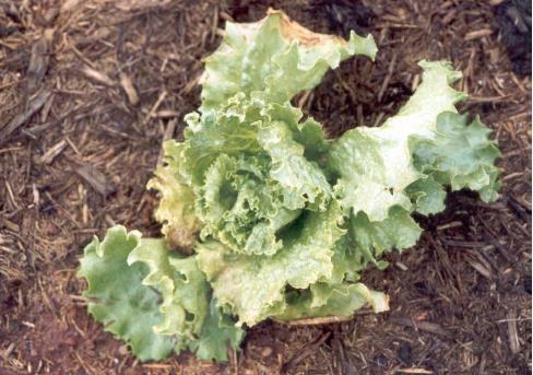 VIRA-CABEÇA TOSPOVIRUS Tomato spotted wilt virus - TSWV Sintomas: Subdesenvolvimento