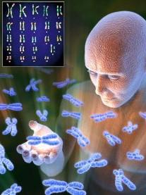 DNA, o suporte da informação genética Gene Genoma O genoma humano possui