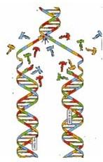 Replicação do DNA Na presença da enzima helicase, as pontes de hidrogénio entre as duas cadeias