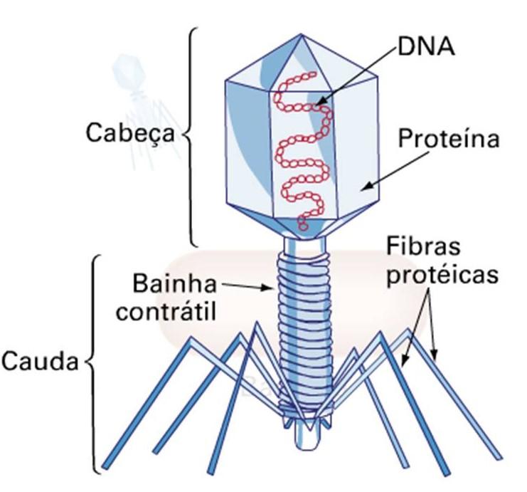 Experiência de Hershey e Chase (1952) O bacteriófago é um vírus parasita de bactérias,