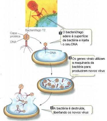 Nas estruturas externas o bacteriófago tem apenas,proteína; o seu DNA é injetado dentro