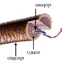 Colorimetria Estrutura dos Cabelos A Estrutura dos cabelos são formadas por três camadas concêntricas: CUTÍCULA (Parte externa) CORTÉX ( A verdadeira estrutura ) MEDULA ( Centro) - Cutícula: É a