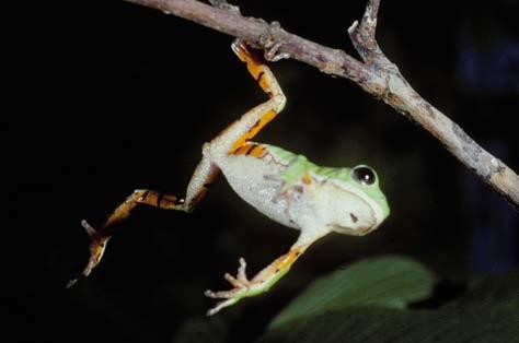 transforma numa espuma. O gênero Leptodactylus reúne espécies de grande porte, como L. vastus e L.