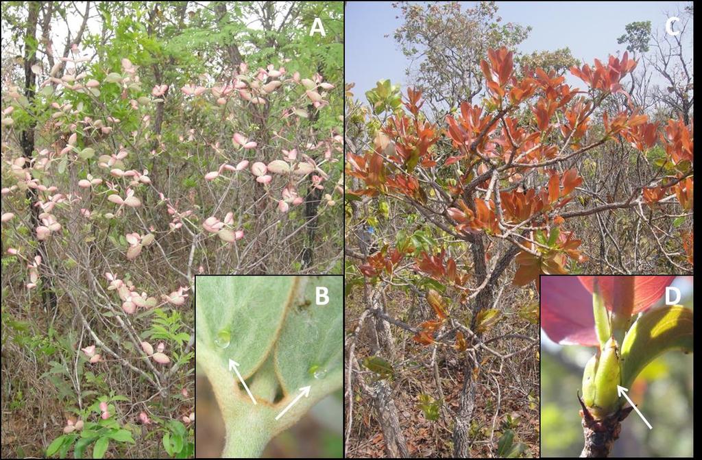 Figure 1. (A) Photograph of an individual of Heteropterys pteropetala used in experiment. (B) Extrafloral nectaries in H. pteropetala. (C) Photograph of an individual of Ouratea spectabilis used in experiment.