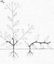 Caméfitos (khamaí = próximo à terra) Gemas vegetativas no sistema aéreo, acima da superfície do solo, porém abaixo de certa altura (variável entre os autores 25 cm ou 50 cm).