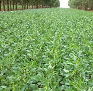 222 ISSN 16790472 Janeiro, 2017 Dourados, MS Foto: Júlio Cesar Salton Custos de Produção de Soja e Milho Safrinha em Ponta Porã, MS, para a Safra 2016/2017 1 Alceu Richetti 2 Rodrigo Arroyo Garcia