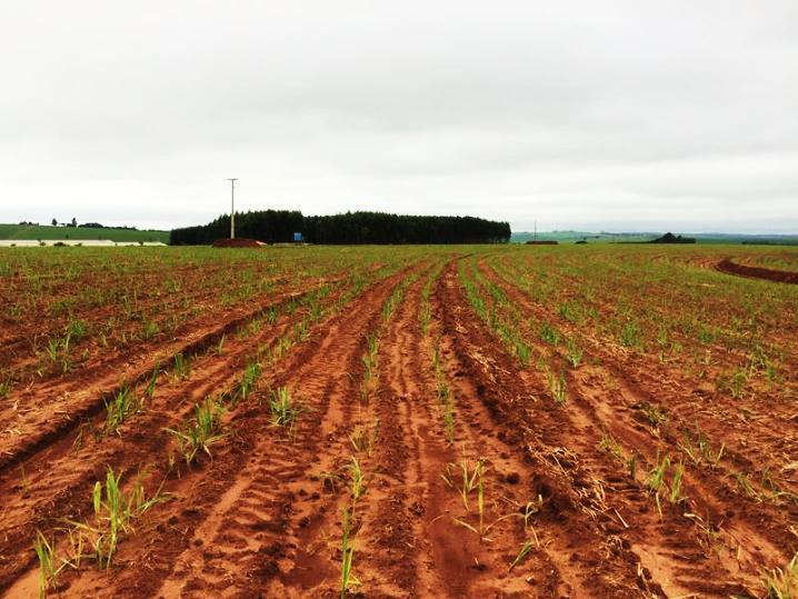 Manejo de Nematoides Confirmação no campo