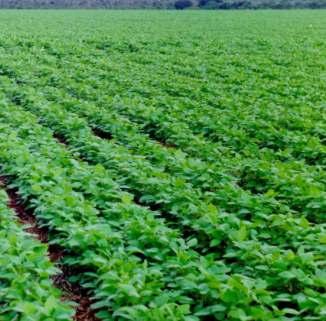 224 ISSN 1679-0472 Maio, 2017 Dourados, MS Foto: Luiz Alberto Staut Custos de Produção de Soja e Safrinha em Chapadão do Sul, MS, da Safra 2016/2017 1 Alceu Richetti Luiz Eliezer Alves da Gama