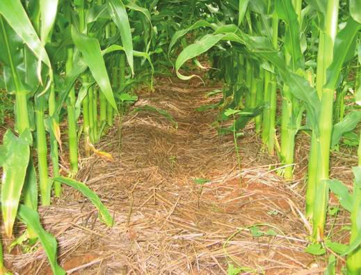As maiores interferências de plantas daninhas ocorrem na implantação do milho verão; no cultivo safrinha, a maior probabilidade de interferência ocorre em cultivos semeados tardiamente, que