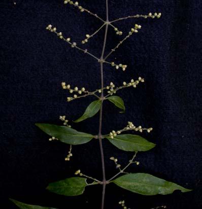 51 Amaranthaceae Família com ocorrência tanto nas regiões tropicais quanto nas temperadas, sendo bem representada nos continentes africano e americano.