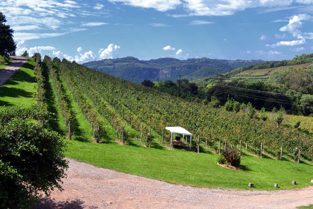 Destino Vinícolas Pizzato Com tradição de cultivo de vinhas e pequena