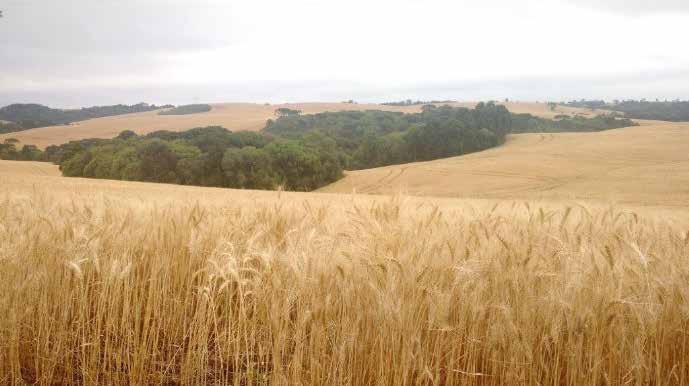 Figura 66 Lavoura de trigo em ponto de colheita no Rio Grande do Sul nov/2016 Fonte: Conab O crescimento da produtividade durante o andamento da colheita foi o grande destaque na maioria das regiões,
