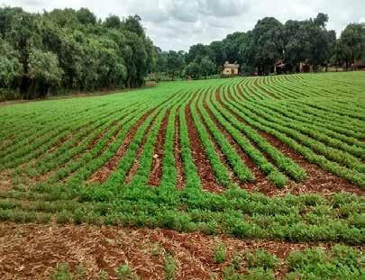 9.1.2. Amendoim A intenção de plantio da lavoura de amendoim, nesta temporada, aponta para incremento de área de 0,3%, produtividade de 0,8% e produção de 1,1%, em relação à safra anterior.