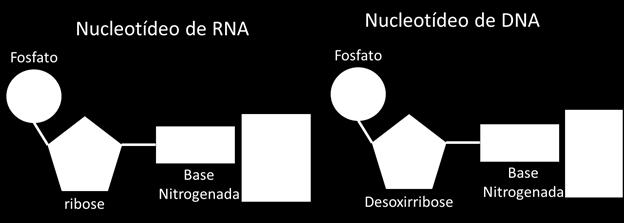 RESUMO O DNA e o RNA possuem componentes principais em sua estrutura, são eles: Transcrição: processo no qual uma fita de DNA serve como molde para a produção de um RNA Base nitrogenada: podem ser