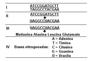 Tradução. (Fonte: https://blogdoenem. com.br/sintese-proteicabiologia-enem/) EXERCÍCIO DE AULA 1.