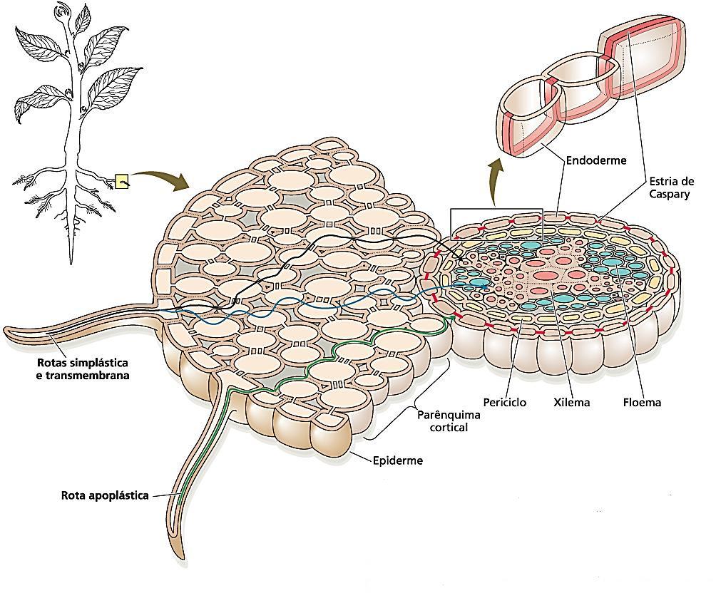 4. Absorção iônica pelas células das raízes Simplasto: transporte de solutos através da membrana plasmática e pelo tonoplasto, e passam de célula a