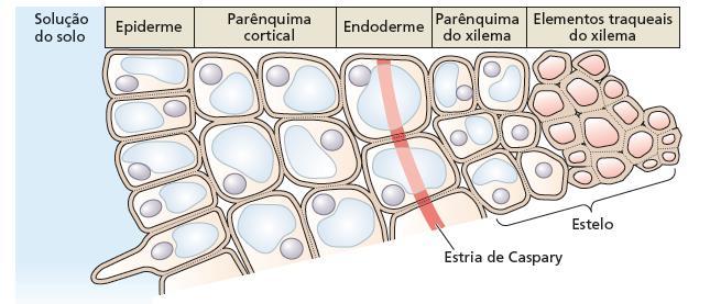 5. Carregamento iônico no xilema O carregamento de íons no xilema é realizado ativamente pelas células do parênquima do xilema; A concentração de íons nas células do