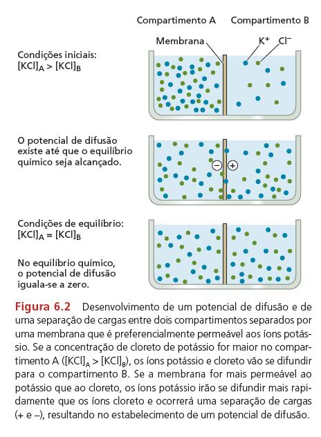 1. Transporte de íons através de barreiras de membrana Potencial eletroquímico: movimento de íons em função do potencial químico (osmótico) e elétrico entre dois compartimentos; A membrana plasmática