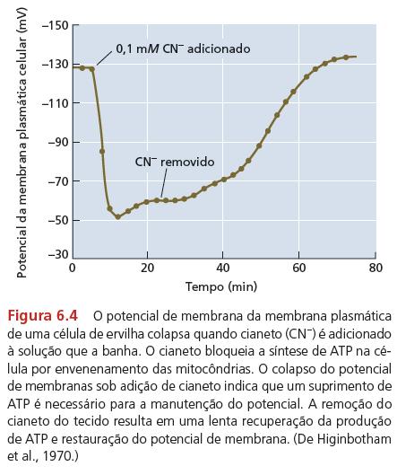 1. Transporte de íons através de barreiras de membrana Todo movimento de íons sem o movimento contrário de um íon de carga oposta, cria uma voltagem na MP.