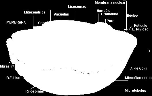 Eucarionte Com 