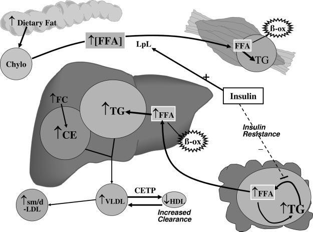 Figura 2. Metabolismo dos lipídios na resistência periférica à insulina.