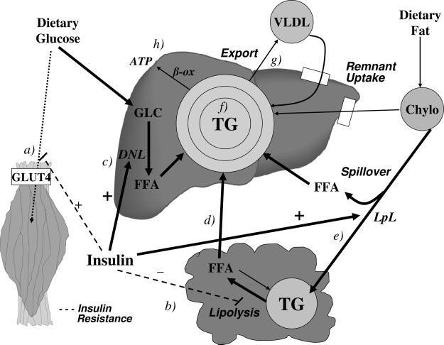 23 Figura 3. Resistência periférica à insulina e fígado gorduroso.