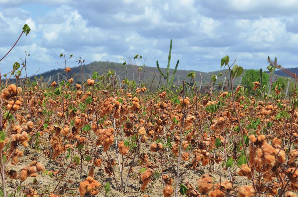 SÉRIE Estudos sobre a cadeia de valor do algodão na América Latina e no Caribe Algodão