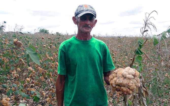 Algodão Orgânico Colorido: Gerando renda e cidadania na agricultura familiar do semiárido brasileiro SUPERANDO DESAFIOS Aumentar a qualidade e o rendimento Um dos maiores desafios enfrentados nas