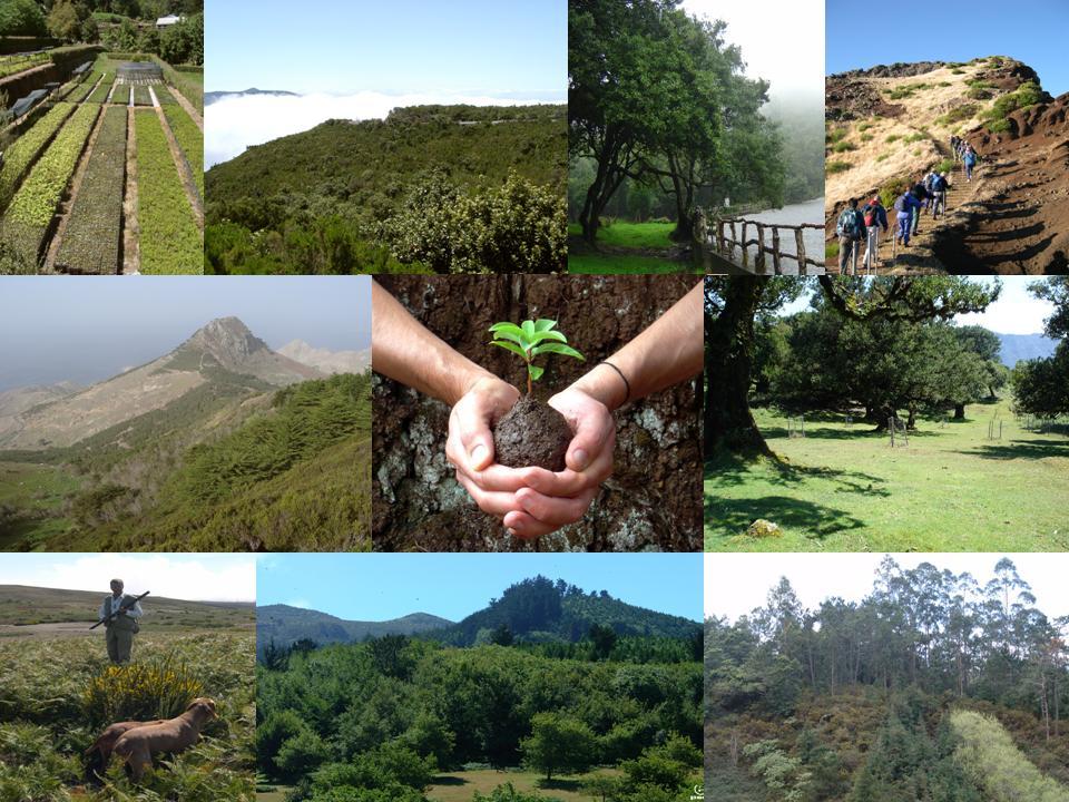 ESTRATÉGIA REGIONAL PARA AS FLORESTAS Região Autónoma da Madeira Manuel Filipe Direção Regional de Florestas e