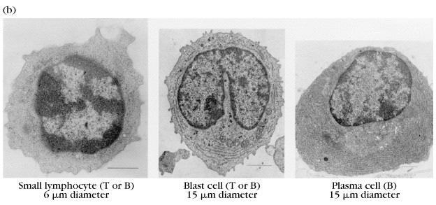 Linfócito T Imunidade Celular Receptores reconhecem fragmentos de peptídeos de ag Ligados a major histocompatibility complex (MHC) ou complexo